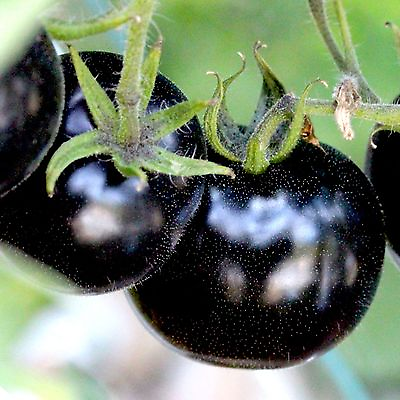 #ad EUROPEAN BLACK CHERRY TOMATOES 30 SEEDS SWEET TASTY HEIRLOOM NON GMO RARE JUICY $3.29