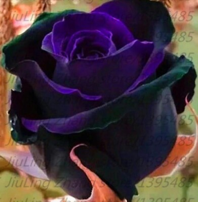 #ad 20 SEEDS for Black Purple RARE blend Rose flower bush exotic plant USA Seller $7.75
