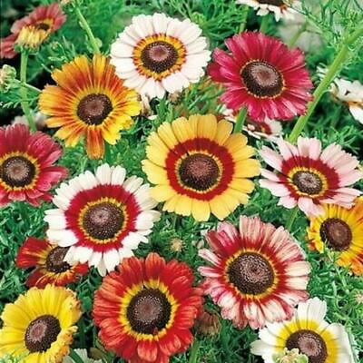 #ad Painted Daisy Seeds Non GMO Free Shipping Seed Store 1179 $1.99