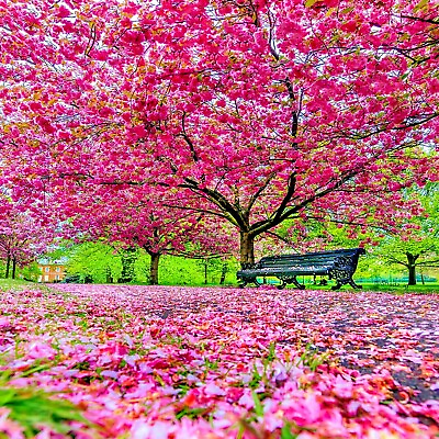 #ad JAPANESE SAKURA CHERRY BLOSSOM TREE SEEDS Prunus sargentii Hardy Flower Plant $8.95