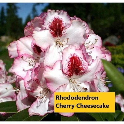ONE YEAR OLD RHODODENDRON CHERRY CHEESECAKE $14.99