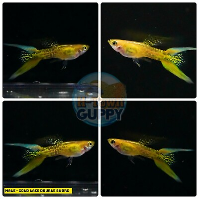 #ad X2 MALE Live Aquarium Guppy Fish High Quality GOLD LACE DOUBLE SWORD $33.43
