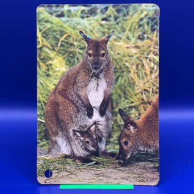 #ad Animal Card Red necked Wallaby Macropus Rufogriseus 4.25 x 2.75 Inch Japanese JP $11.99