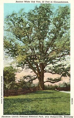 #ad Vintage Postcard Ancient White Oak Tree Lincoln Park Hodgenville Kentucky KY $8.00