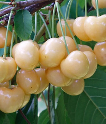 #ad rare : white cherry : MARIA BIALA 3 fresh cuttings ready for grafting $45.00