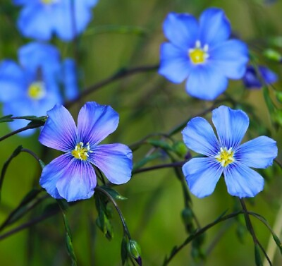 #ad Blue Linum Flax Seed Non GMO 2nd Year Maturity Perennial Flowers Heirloom $192.00