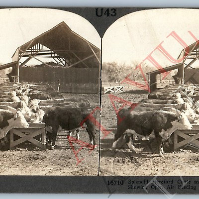 #ad c1900s Manhattan Kansas Hereford Cattle Feeding Pens Real Photo Stereoview V45 $12.25
