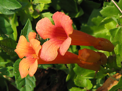 #ad trumpet or HUMMINGBIRD VINE orange red flower 40 seeds GroCo US USA* $1.50