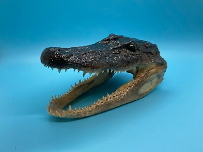#ad Alligator Head 5 7 Inches Genuine Real American Gator $12.00