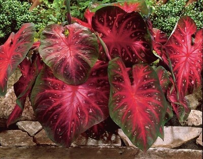 Caladium Red Flash 10 bulbs Thrives in Heat and Humidity $19.99