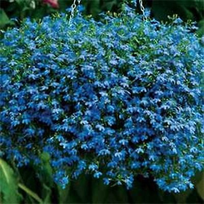 Lobelia Blue Carpet 100 Seeds BOGO 50% off SALE $3.79