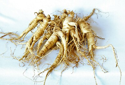 #ad Ginseng Rootlets Grow Your Own Wild Ginseng Seed from Root Stock 100 Roots $225.00