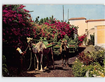 #ad Postcard Typical scene Puerto de la Cruz Spain $7.72
