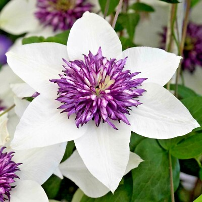 #ad 50 Pcs Clematis White Purpule Color Hybridas Climbing Plants Garden Landscaping $5.99