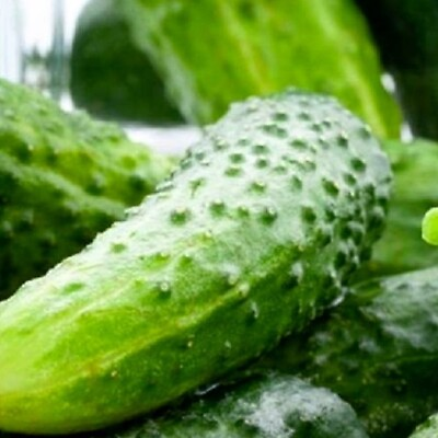 #ad Boston Pickling Cucumber Seeds NON GMO Heirloom Fresh Garden Seeds $200.00
