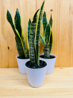 #ad Snake Plant 4” includes White Cover Pot $19.99