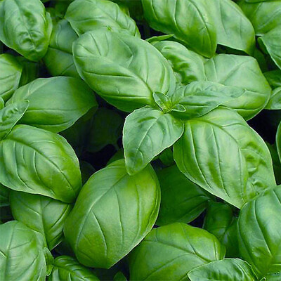 #ad Sweet Basil Seeds Heirloom Non GMO Free Shipping Herb Seeds 1130 $1.99