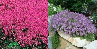 Creeping Thyme MIXED Red amp; Purple 4quot; Ground Cover Perennial Non GMO 500 Seeds $3.98