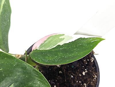 #ad Tricolor Variegated White Princess Philodendron Exact Plant Pictured 09C One $89.00