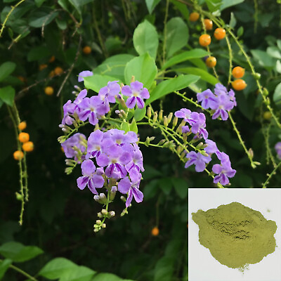 #ad Organic Golden Dewdrop Duranta Erecta Dried Leaf Powder Herbs 1 oz 16 oz $72.20