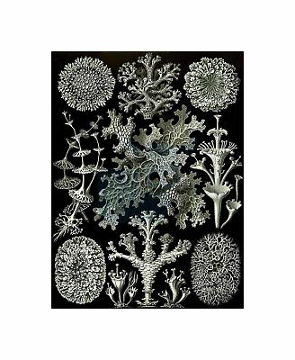 #ad 83rd Plate Ernst Haeckel Kunstformen Der Natur Lichenes Canvas Print $19.99