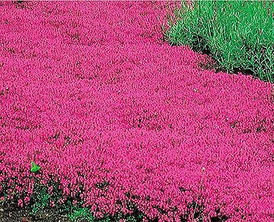 Creeping Thyme SCARLET Red Ground Cover 4quot; Perennial Rock Garden 1000 Seeds $5.48