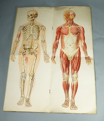 #ad 1935 Antique Human Body Male Anatomy Medicine Manikin Chart Pop Up Lithography $171.81