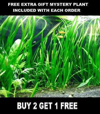 #ad 6 Vallisneria Jungle Val Bunch Live Aquarium Plants BUY2GET1FREE beginner tank $8.50