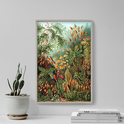 #ad Ernst Haeckel Muscinae 1904 Poster Art Print Painting Artwork Gift $8.50