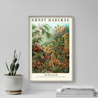 #ad Ernst Haeckel Muscinae 1904 Gallery Poster Art Print Painting Artwork $86.50